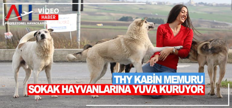 thy-kabin-memuru-sokak-hayvanlari