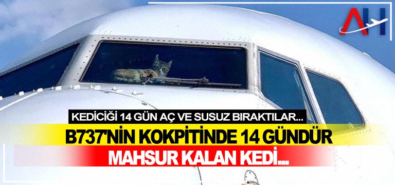 mahsur-kedi