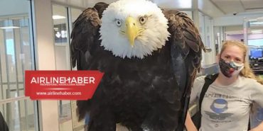 Havalimanı’nda görülen dev kartal yolcular ve görevliler arasında panik yarattı.
