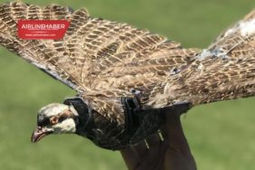 ölü-kuşlardan-drone-yaptılar