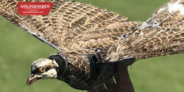 Ölü kuşlardan drone yaptılar