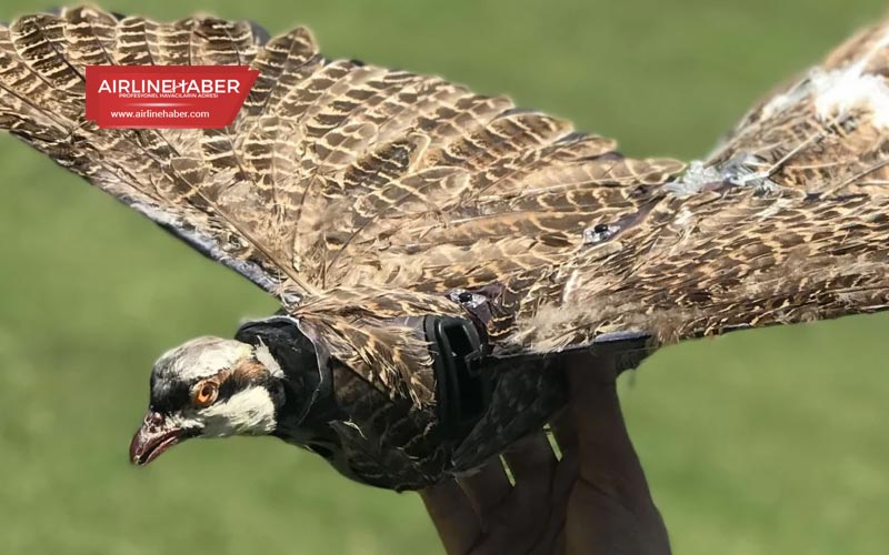 ölü-kuşlardan-drone-yaptılar