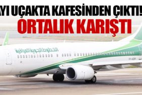 Ayı uçakta kafesinden çıktı! Ortalık Karıştı