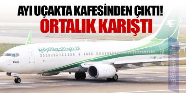 Ayı uçakta kafesinden çıktı! Ortalık Karıştı 10 Haberler savaş Ayı uçakta kafesinden çıktı! Ortalık Karıştı