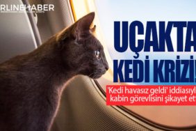 Uçakta kedi krizi!
