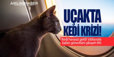 Uçakta kedi krizi! 6 Haberler Halep Uçakta kedi krizi!