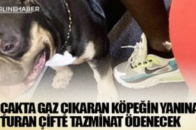 Uçakta gaz çıkaran köpeğin yanına oturan çifte tazminat ödenecek