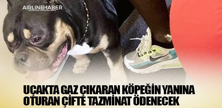 Uçakta gaz çıkaran köpeğin yanına oturan çifte tazminat ödenecek