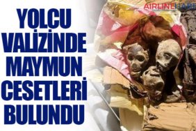 Yolcu valizinde maymun cesetleri bulundu