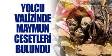 Yolcu valizinde maymun cesetleri bulundu