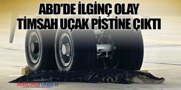 ABD’de ilginç olay: Timsah uçak pistine çıktı