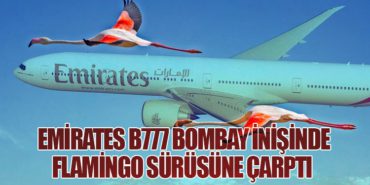 Emirates B777 Bombay inişinde flamingo sürüsüne çarptı 