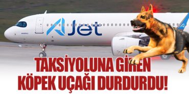 Taksi Yoluna Giren Köpek Uçağı Durdurdu!