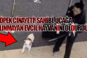 Köpek Cinayeti! Sahibi, Uçağa Alınmayan Evcil Hayvanını Öldürdü