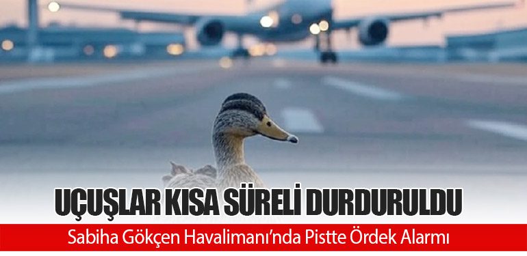 Sabiha Gökçen Havalimanı’nda Pistte Ördek Alarmı: Uçuşlar Kısa Süreli Durduruldu