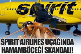 Spirit Airlines Uçağında Hamamböceği Skandalı!