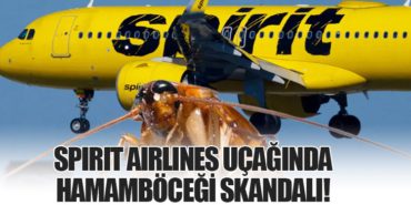 Spirit Airlines Uçağında Hamamböceği Skandalı!