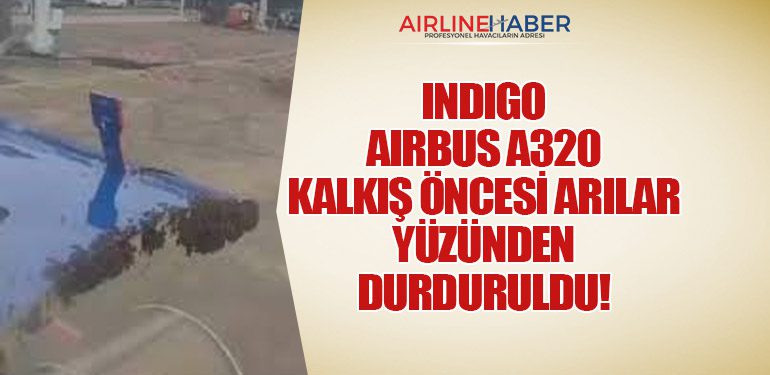 IndiGo Airbus A320 Kalkış Öncesi Arılar Yüzünden Durduruldu!
