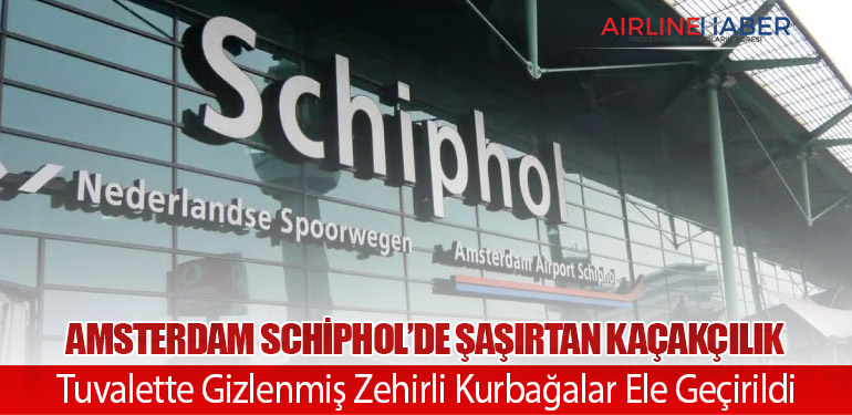 Amsterdam Schiphol’de Şaşırtan Kaçakçılık: Tuvalette Gizlenmiş Zehirli Kurbağalar Ele Geçirildi